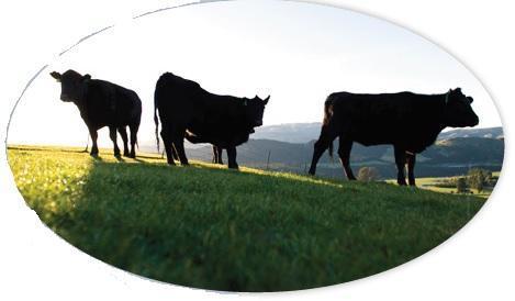 欧洲视角 牛血清在生物制品生产中的监管指南与质量考量