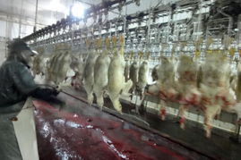 从鹅肝争议到生物制品生产转移 中国市场的责任与机遇